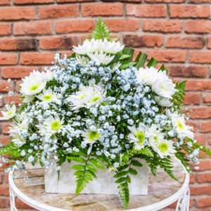 Centro de Margarita Blanca y Paniculata Azul 25 euros