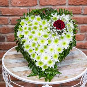 Corazón de Margarita Blanca y 1 Rosa Roja con Paniculata 35 euros