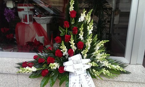 Palma mitad rosas rojas mitad antirrino