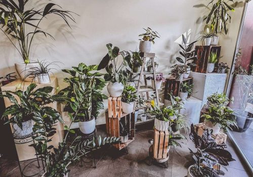 Fotos del interior de la flroistería xuncos en cee 2